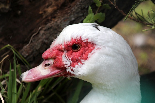 阵容受限等 阵容受限等